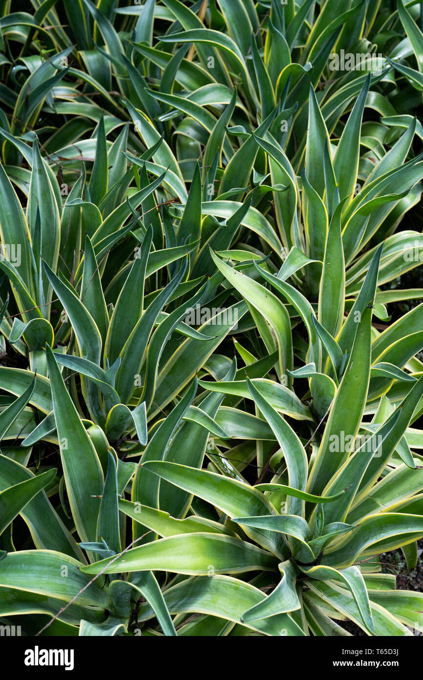 Belles feuilles vertes de Sansevieria Trifasciata Banque D'Images