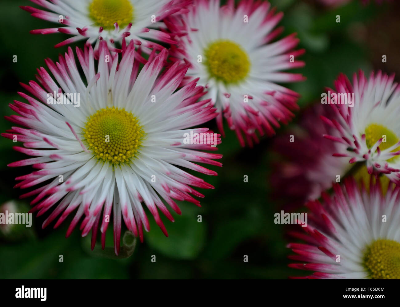 Gerbera rose et blanc fleur daisy dans le jardin Banque D'Images