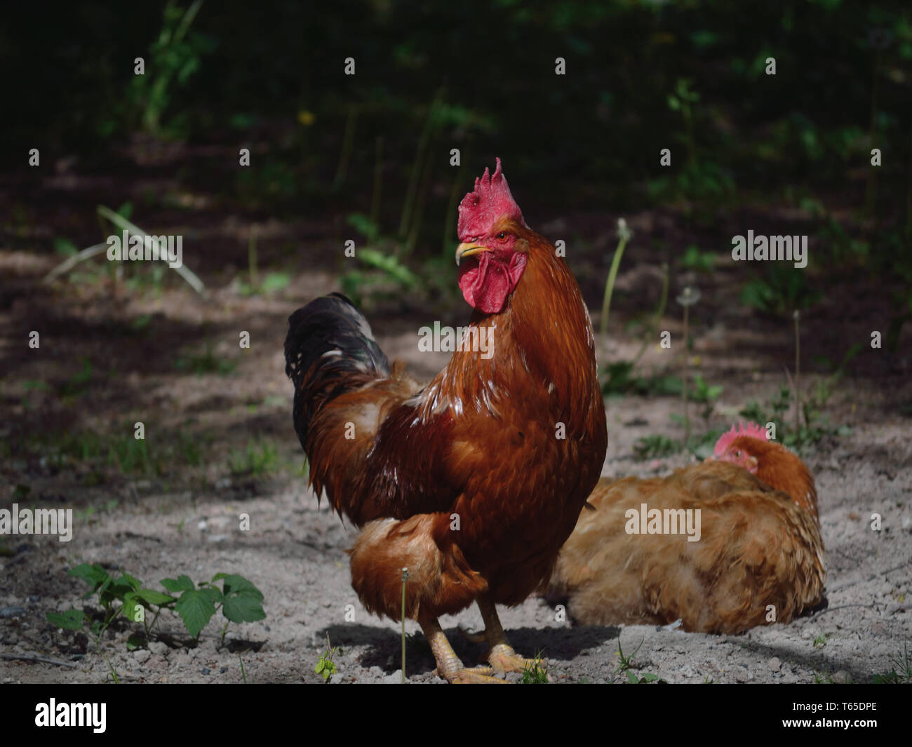 Coq et poule sur une ferme, volaille domestique, Gall gallus domesticus Banque D'Images