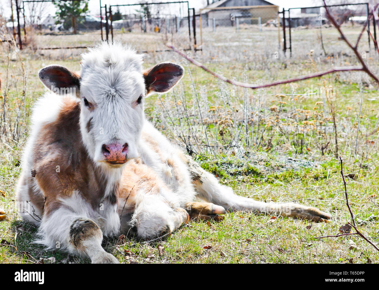Les jeunes vaches de race pure white-brown se trouvent sur un pâturage tôt au printemps. Tir à bout portant. Banque D'Images