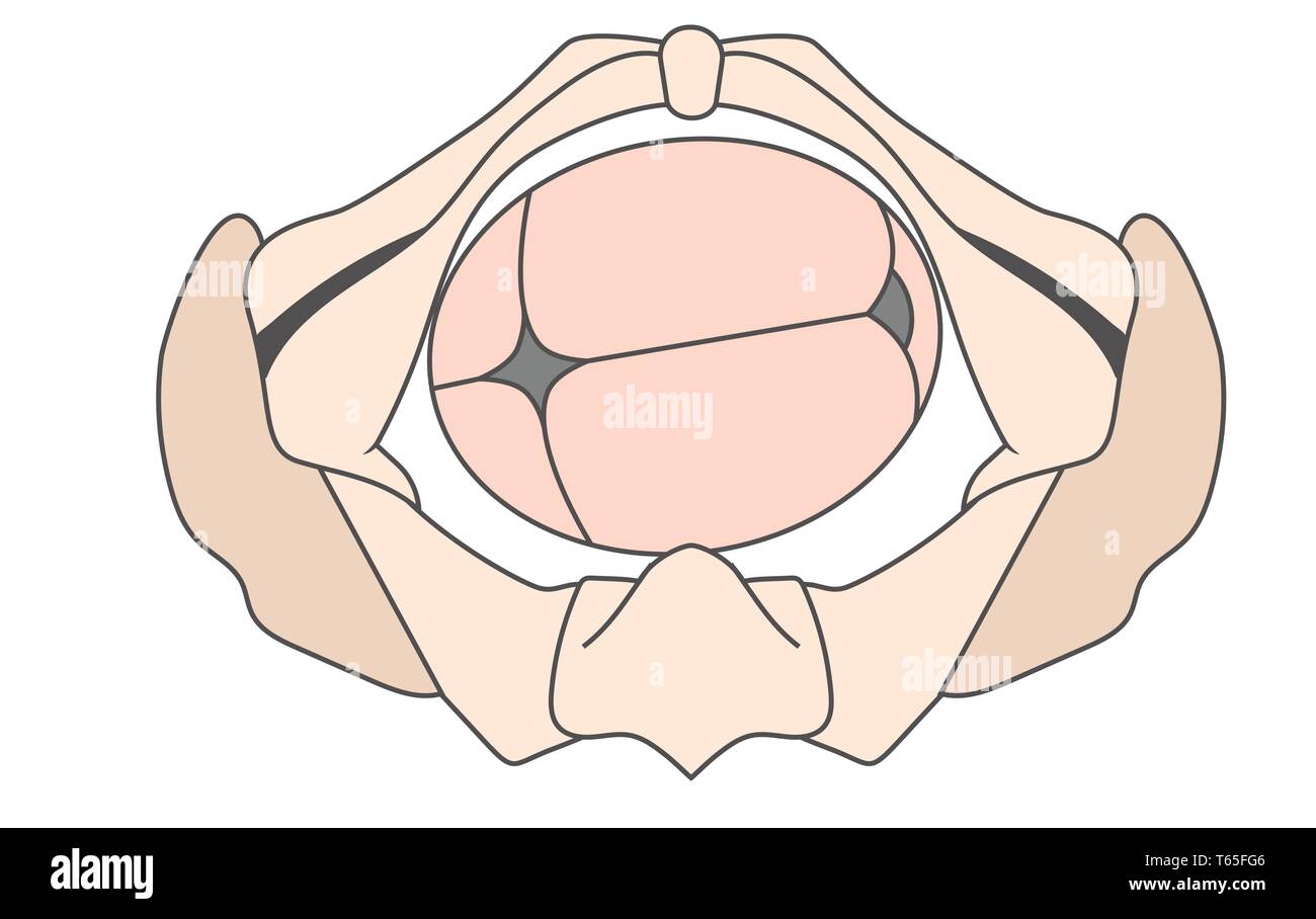 Transverse Abdomen Banque D Image Et Photos Alamy Transverse Abdomen Banque D Image Et Photos Alamy