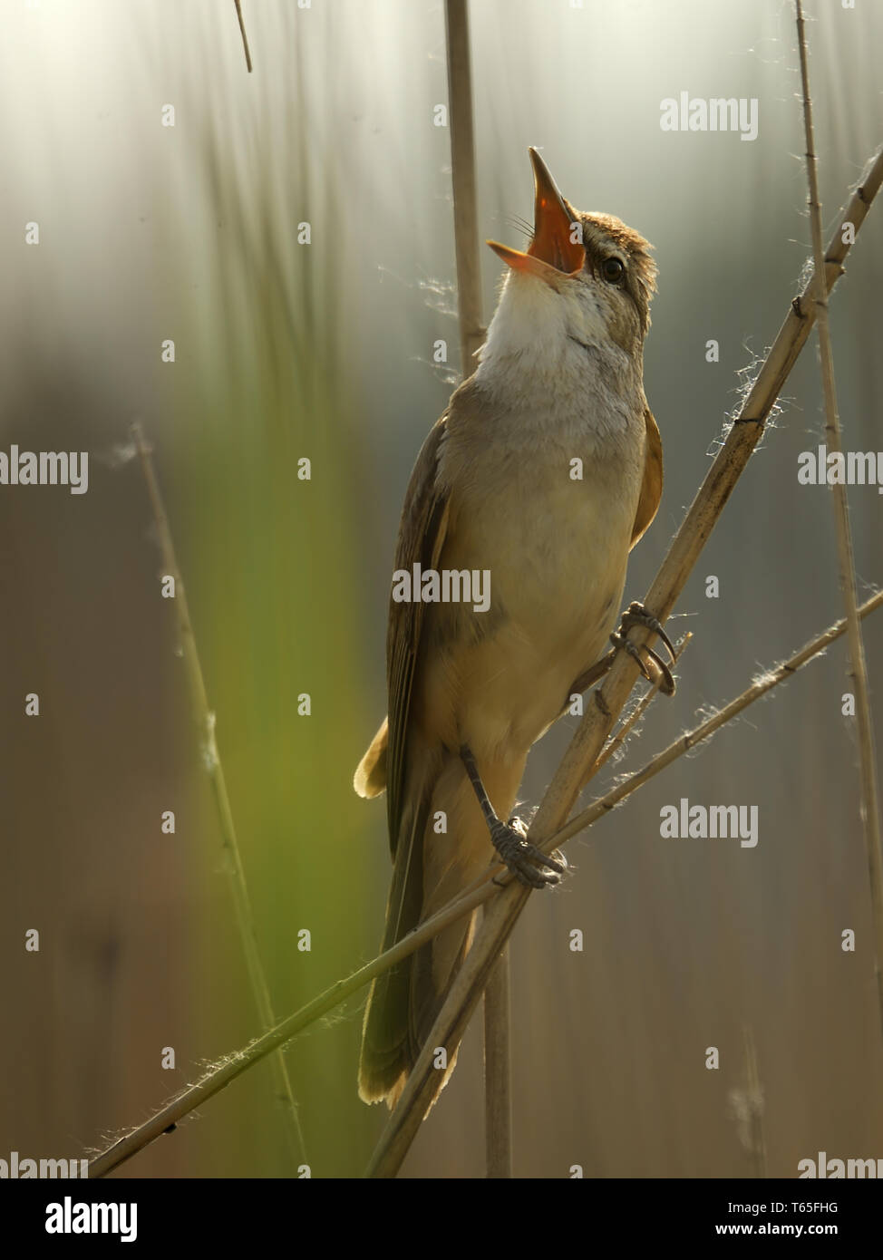 Grand reed warbler paruline / reed-, Acrocephalus arundinaceus Photo ...