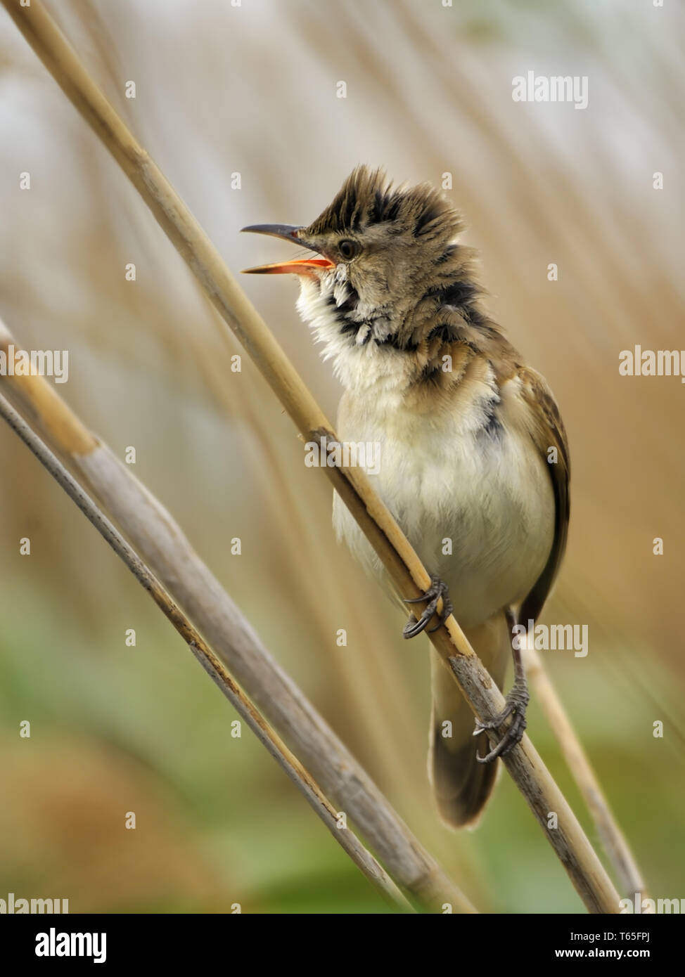 Grand reed warbler paruline / reed-, Acrocephalus arundinaceus Photo ...