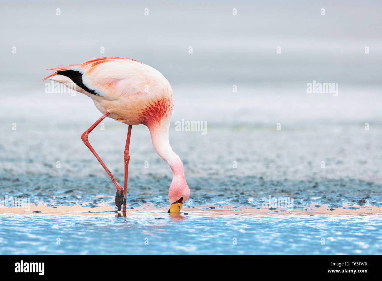 Flamant des Andes (Phoenicoparrus andinus) est l'une des plus rares de flamants roses au monde. Il vit dans les Andes de l'Amérique du Sud. Banque D'Images