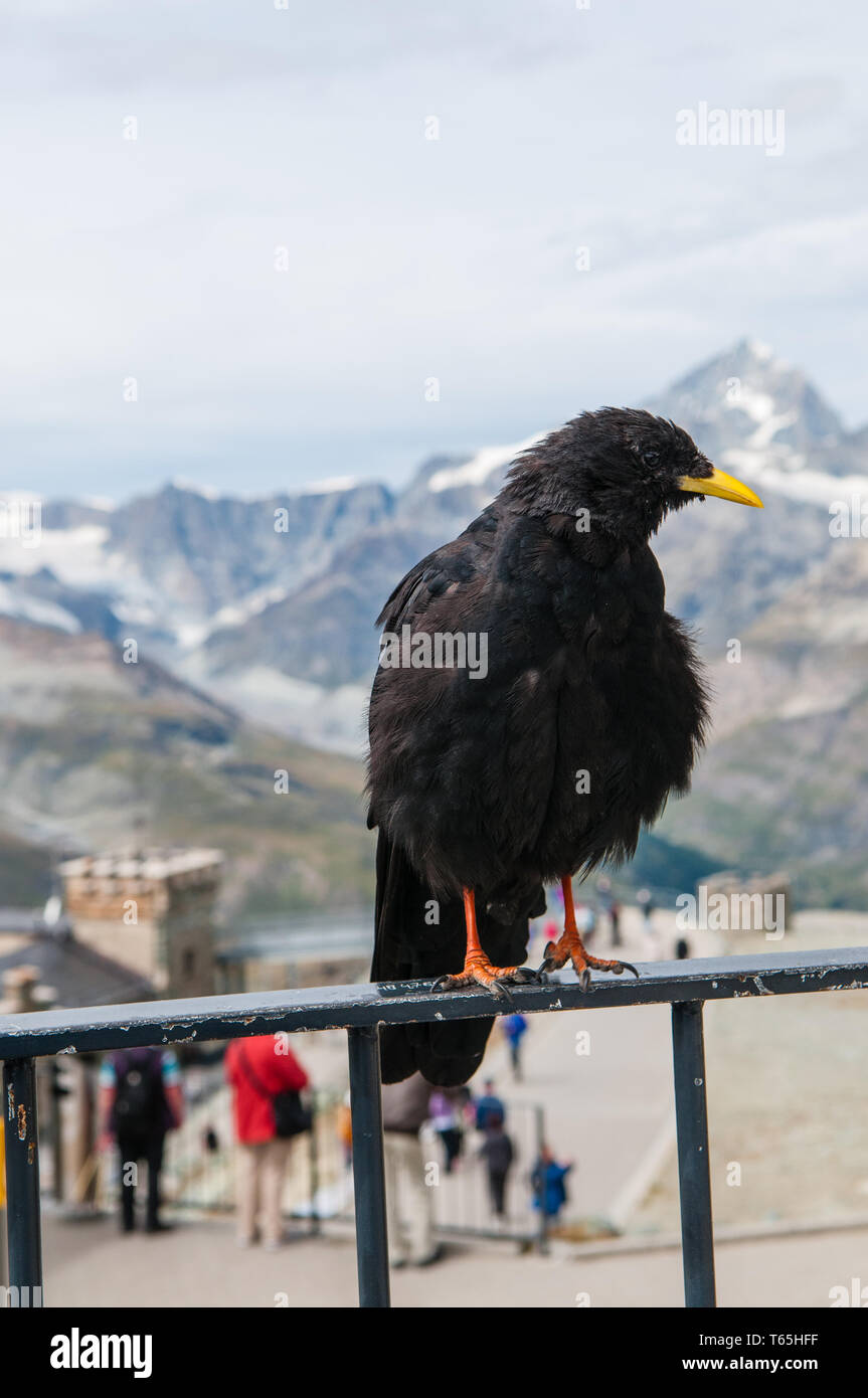 Pyrrhocorax graculus, Alpine chough, Autriche Banque D'Images