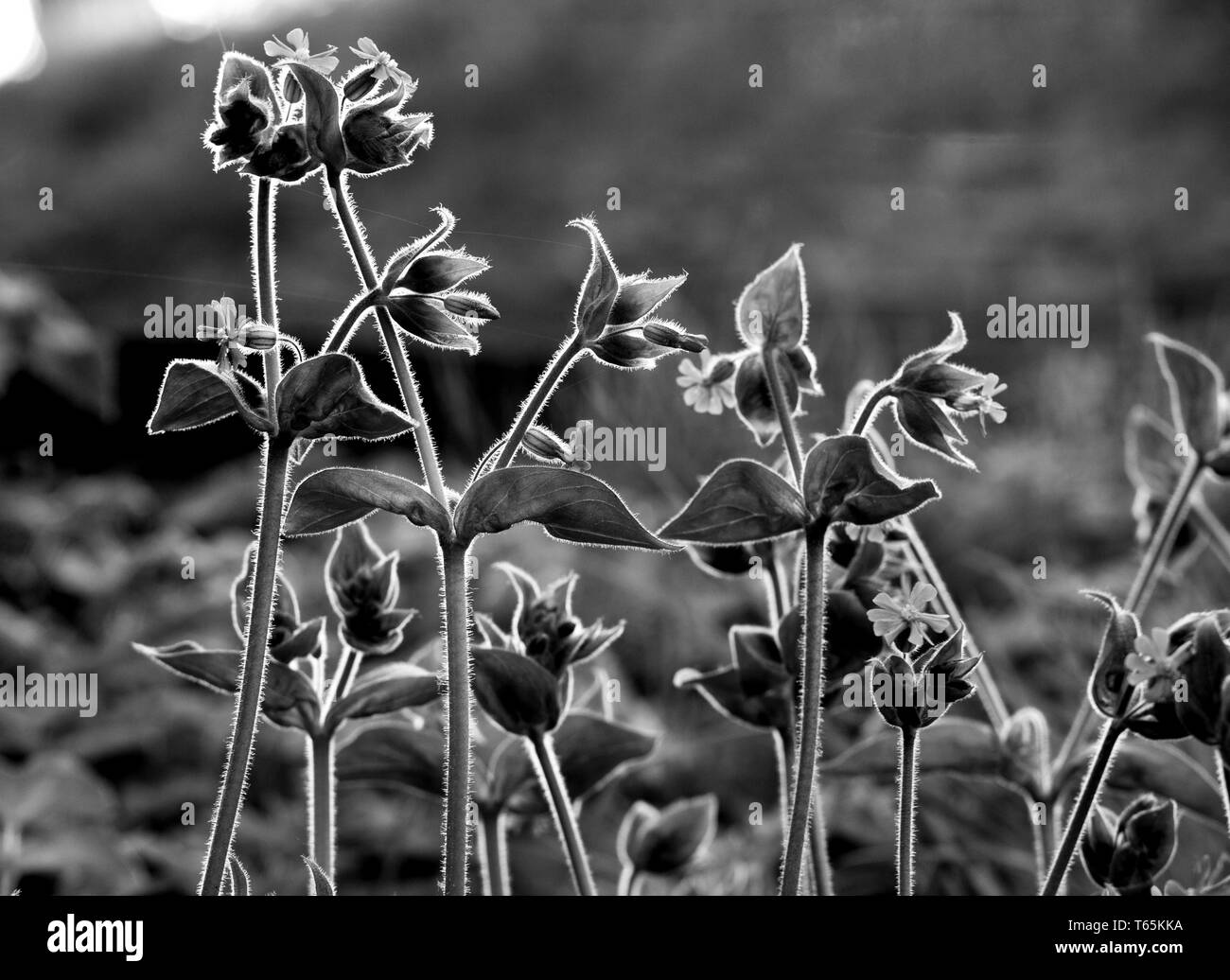 Noir et blanc photo de fleurs sauvages. Banque D'Images