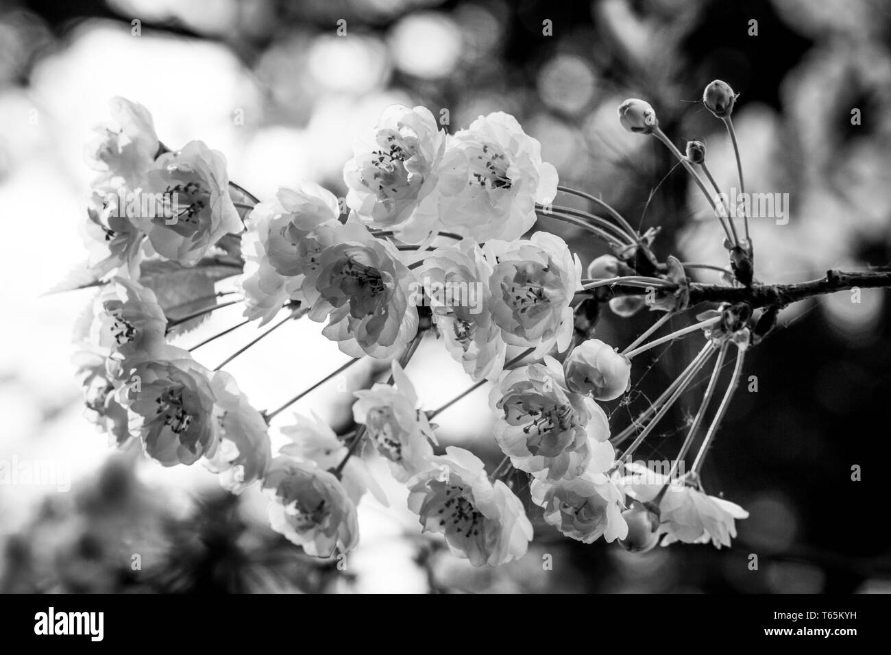 Noir blanc photo de merisier (Prunus avium 'Plena') Banque D'Images