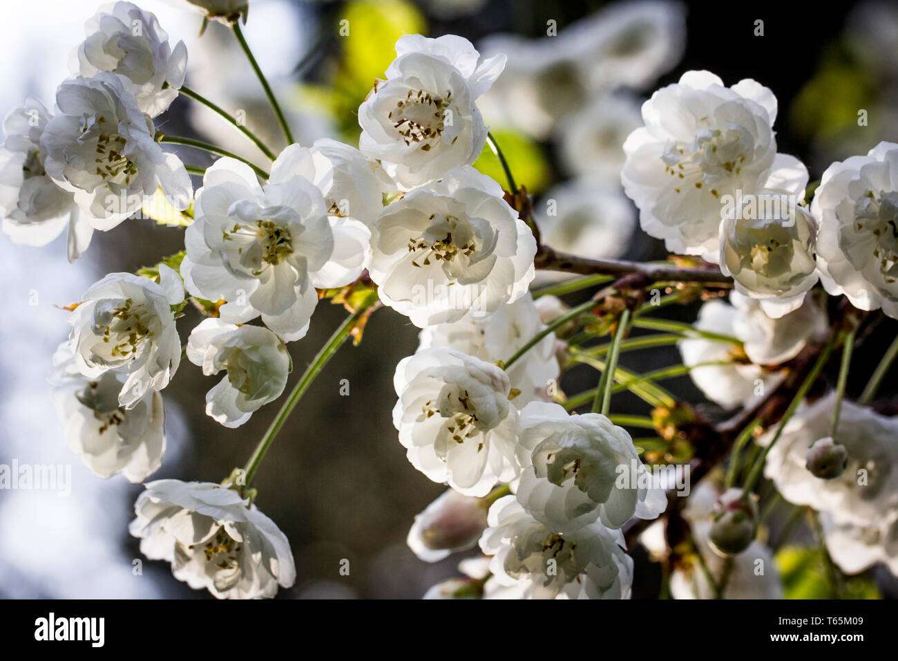 Photo de merisier (Prunus avium 'Plena') Banque D'Images
