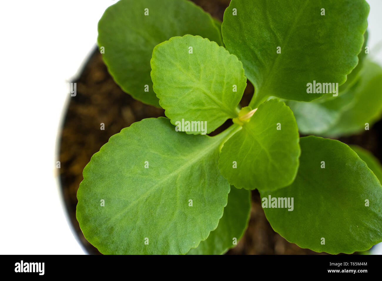 Vue de dessus de la belle verte Bryophyllum Pinnatum plantes en pot Banque D'Images