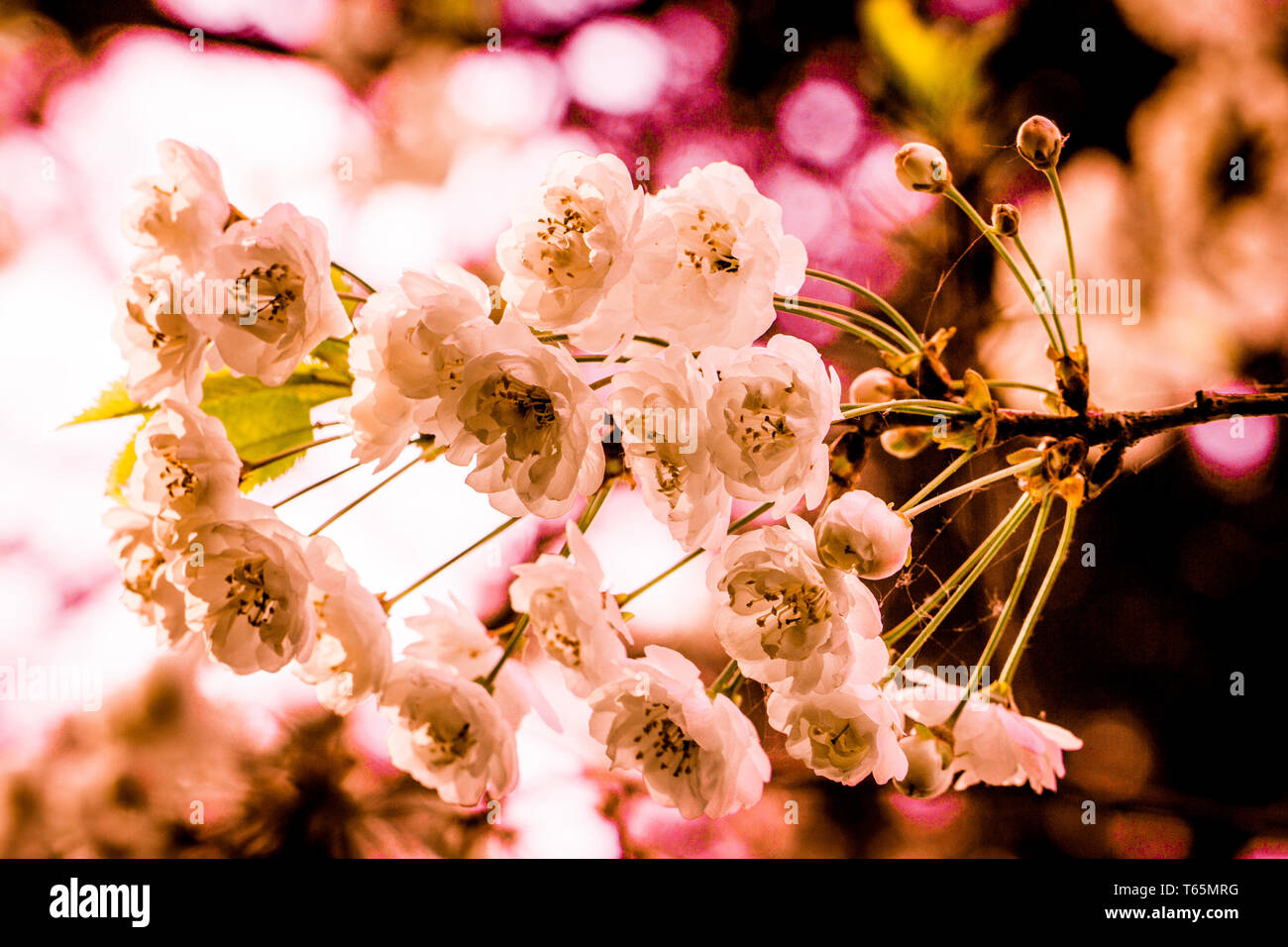 Gros plan photo de cerisier sauvage fleuri (Prunus avium 'Plena') Banque D'Images