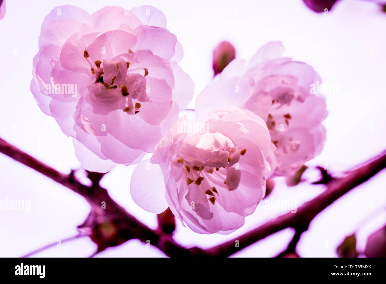 Gros plan photo de cerisier sauvage fleuri (Prunus avium 'Plena') Banque D'Images
