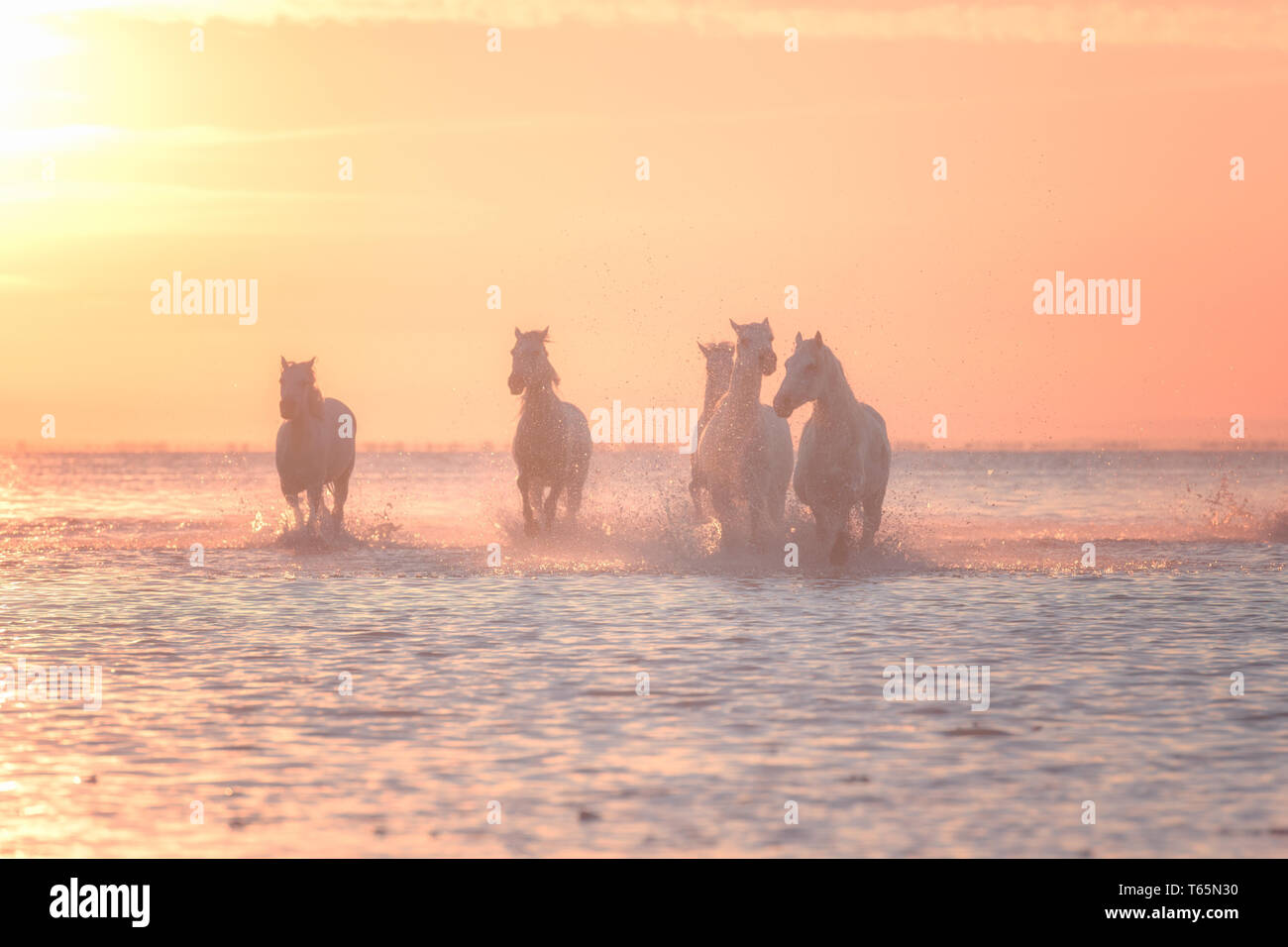 Chevaux blancs exécuter galoper dans l'eau au coucher du soleil, Camargue, Bouches-du-Rhône, France Banque D'Images