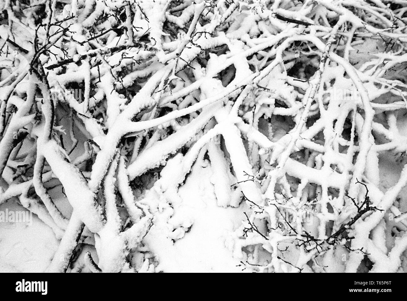 Couvert de neige des branches, Medstead, Alton, Hampshire, Royaume-Uni. Banque D'Images