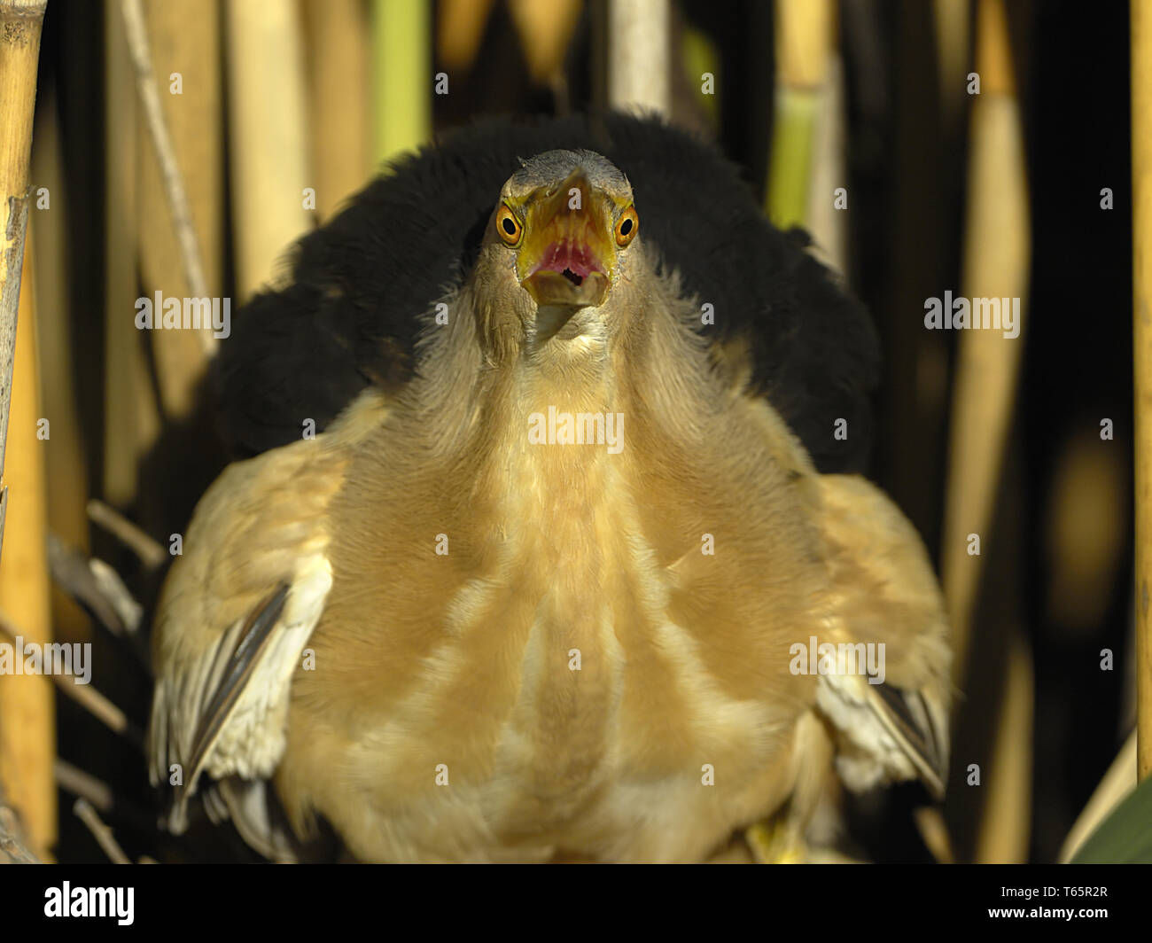 Peu le petit blongios, la Blongios nain Ixobrychus minutus, Zwergrohrdommel, Banque D'Images