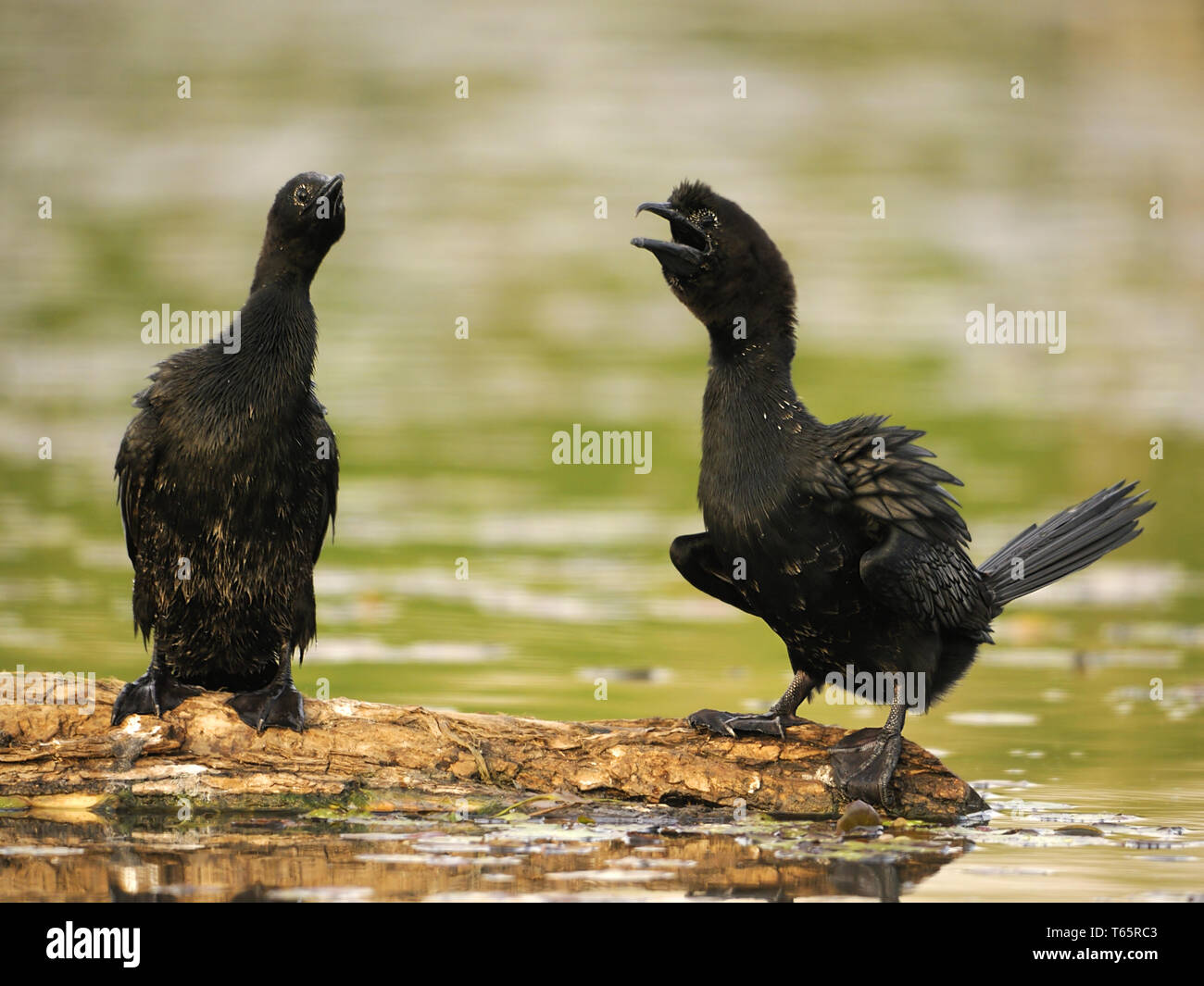 Cormoran pygmée, Turdus pygmaeus Banque D'Images