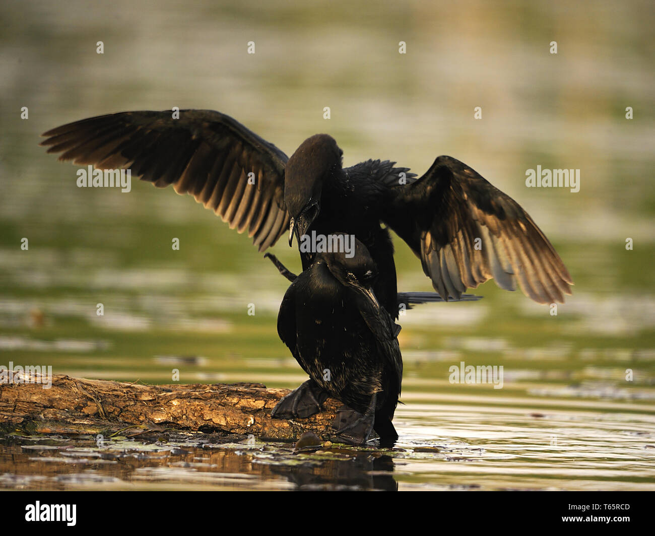 Cormoran pygmée, Turdus pygmaeus Banque D'Images