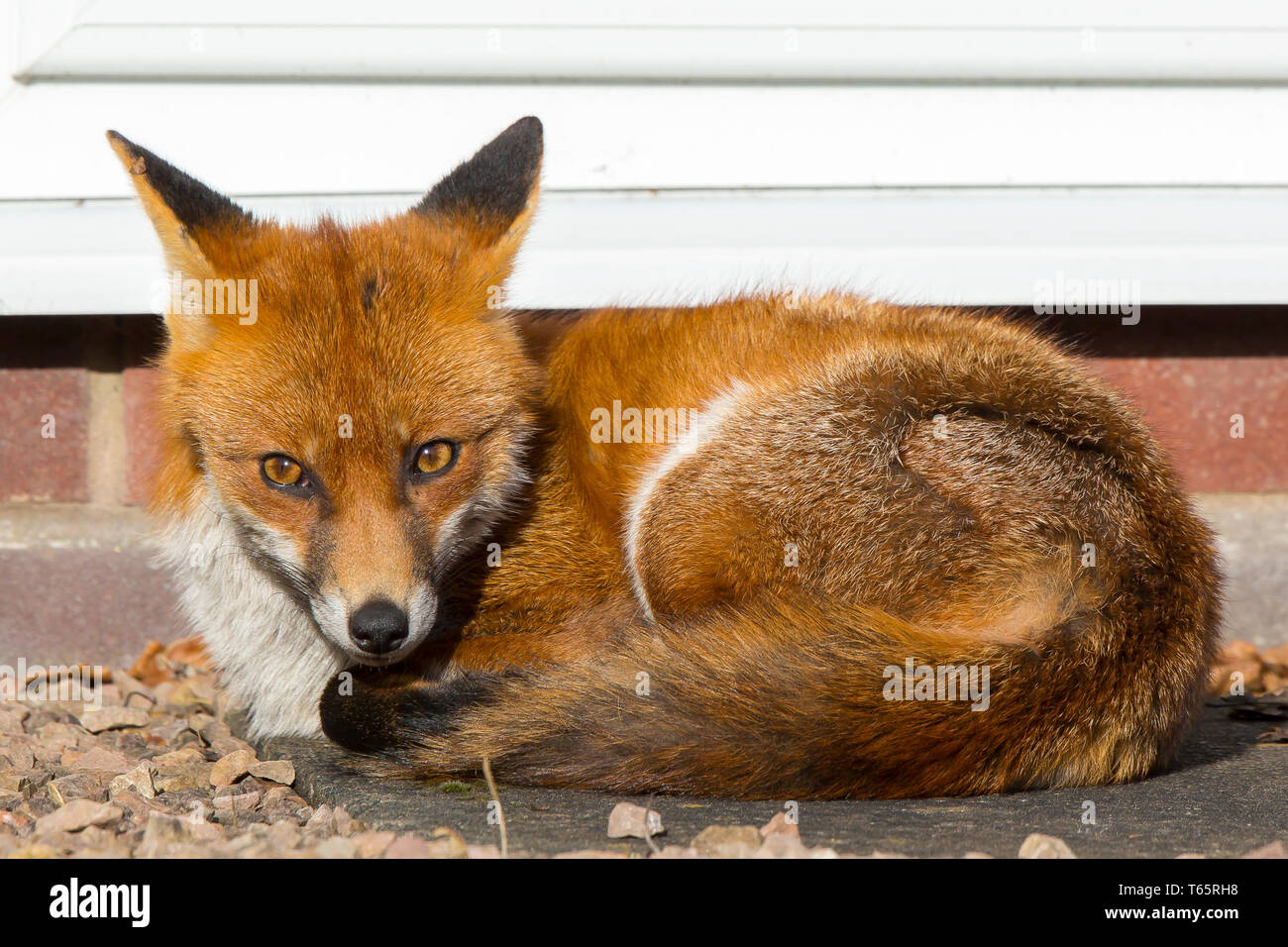 Vue de face près du renard rouge britannique sauvage et urbain (Vulpes vulpes) isolé à l'extérieur dans le jardin, tame par la porte arrière, à la maison bronzer en hiver soleil. Banque D'Images