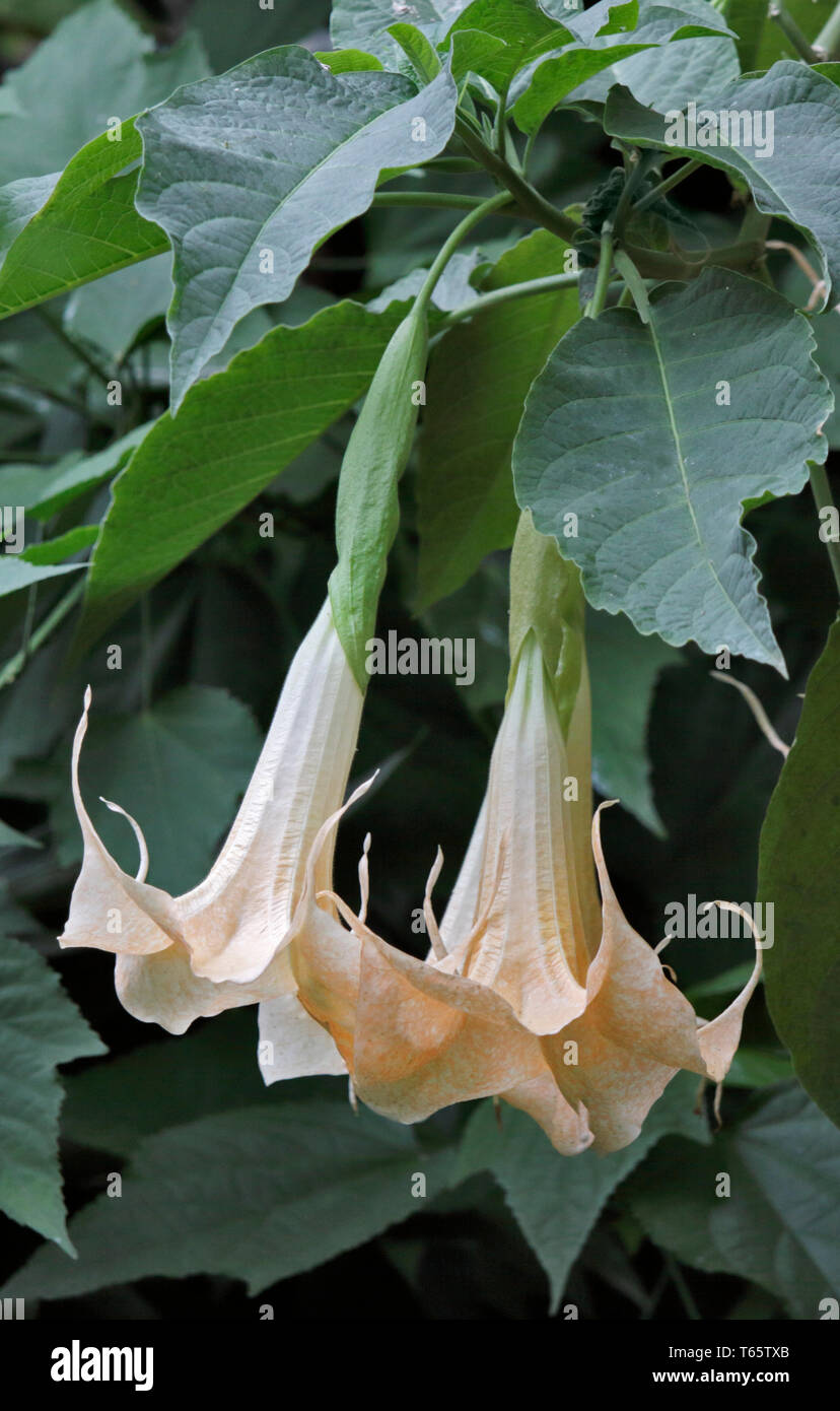 Anges Brugmansia (trompettes) Banque D'Images