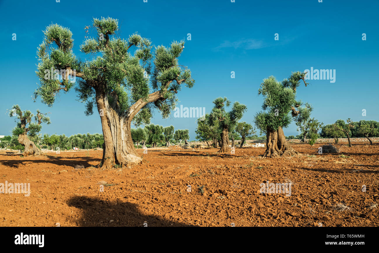 Plantation olive méditerranéenne avec un vieil olivier au premier plan. Banque D'Images