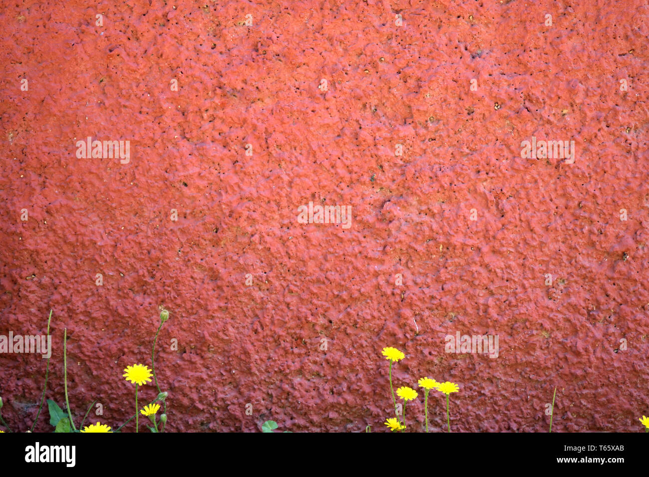 Fleurs jaunes poussent sur un mur rouge granulaire Banque D'Images