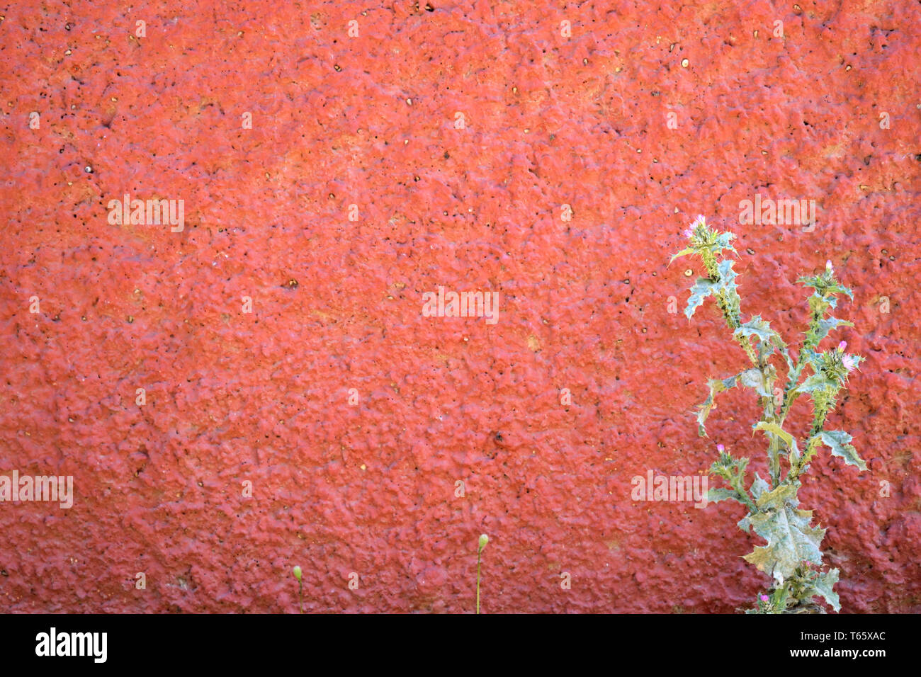 Plante épineuse poussent sur un mur rouge granulaire Banque D'Images