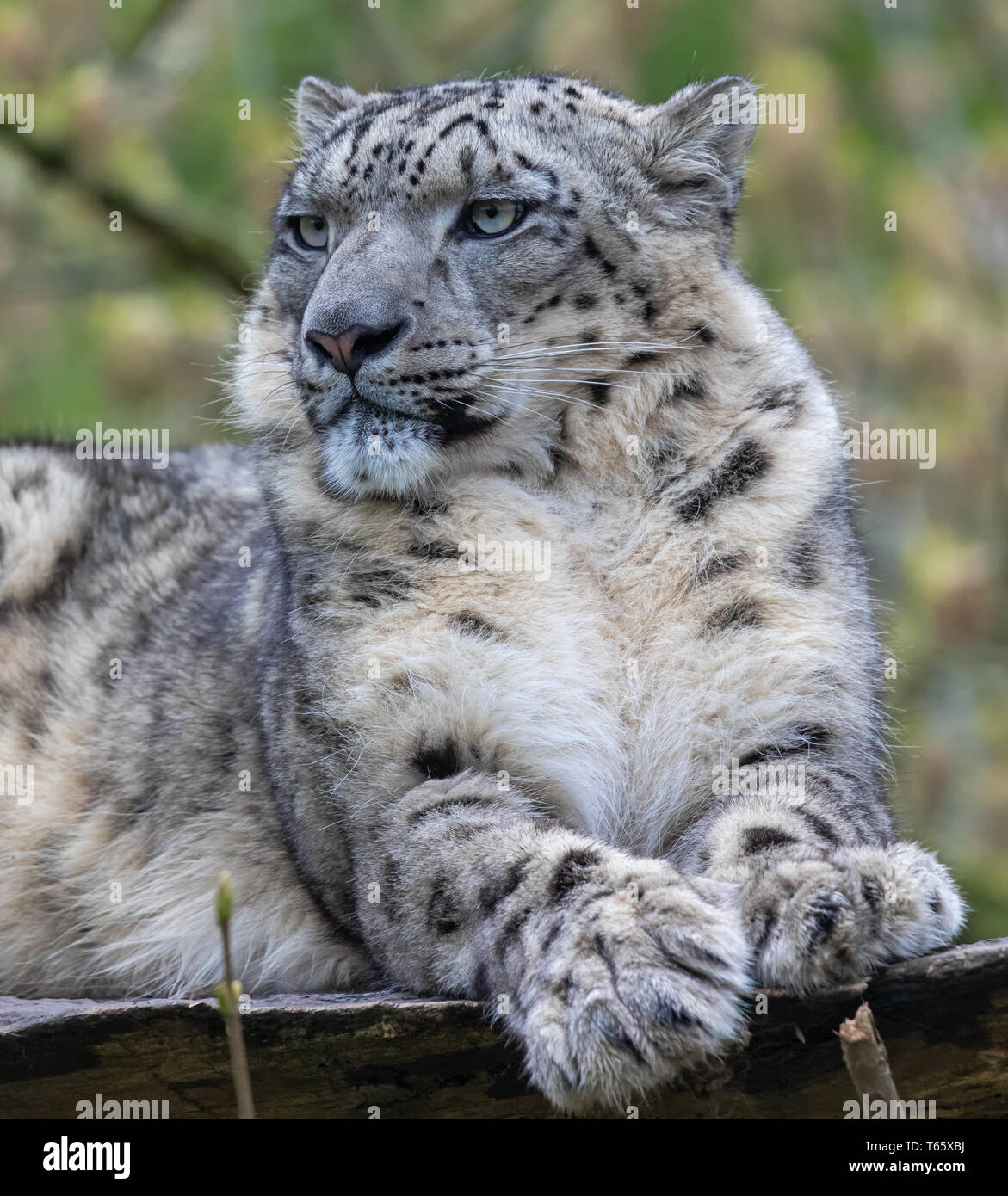 Close-up frontal d'un léopard des neiges Banque D'Images