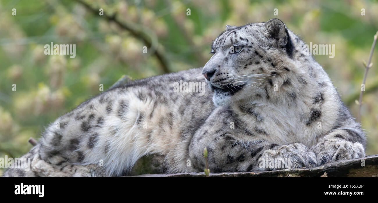 Close-up of a snow leopard Banque D'Images