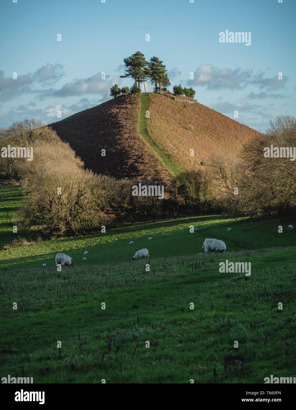 Colmers Hill, avec des moutons Dorset Banque D'Images