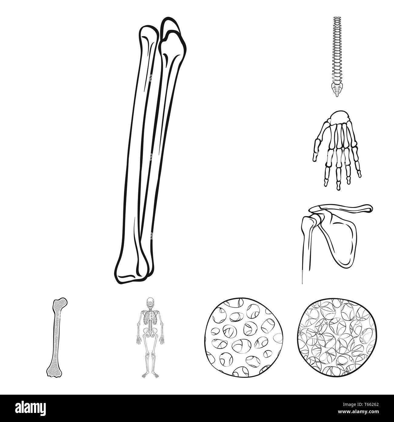 Fémur,poignet,dos,appareil locomoteur ostéoporose,fibres,,chiropratique,bassin,scientifique,sain,osseuses,cell,Genou,tibia,bras squelettiques,épithélium, conjonctif,posture,,carpe,jambe,péroné,system,épiderme,cartilage corps,santé,médecine,chirurgie,clinique,biologie,médical,os,,squelette anatomie,des,organes,,set,icône,,illustration,collection,isolé,design,graphisme,élément signe,ligne,plan,vecteurs vecteur , Illustration de Vecteur