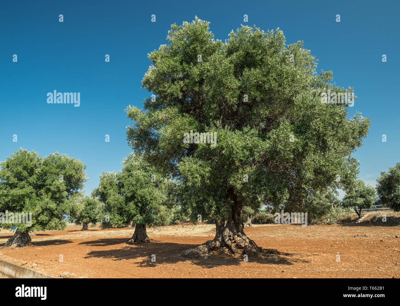 Plantation olive méditerranéenne avec un vieil olivier au premier plan. Banque D'Images