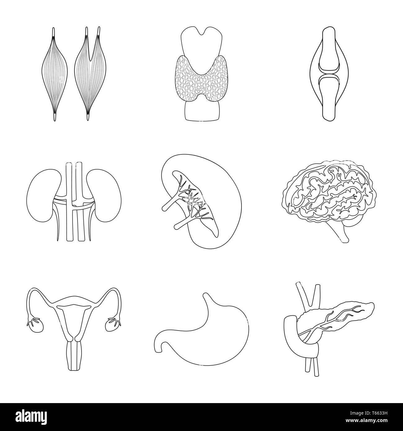 ,Musculaire,dorsale,os,rein,cerveau Estomac Pancréas,urinaire,organes,,moelle,tendon,esprit,system,tube,les,meubles,psychologie,transplantation,femme,body,la douleur,pierres,moelle,reproduction,genius,appareil locomoteur,joints,dessin,orgue,anatomie interne,médical,des,santé,biologie,scientifique,recherche,,laboratoire,set,icône,,illustration,collection,isolé,design,graphisme,élément signe,ligne,plan,vecteurs vecteur , Illustration de Vecteur