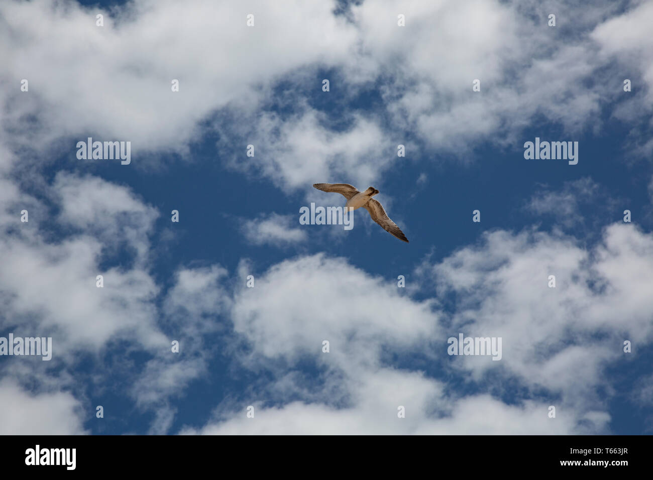 Mouette en vol au-dessus d'un ciel bleu Banque D'Images