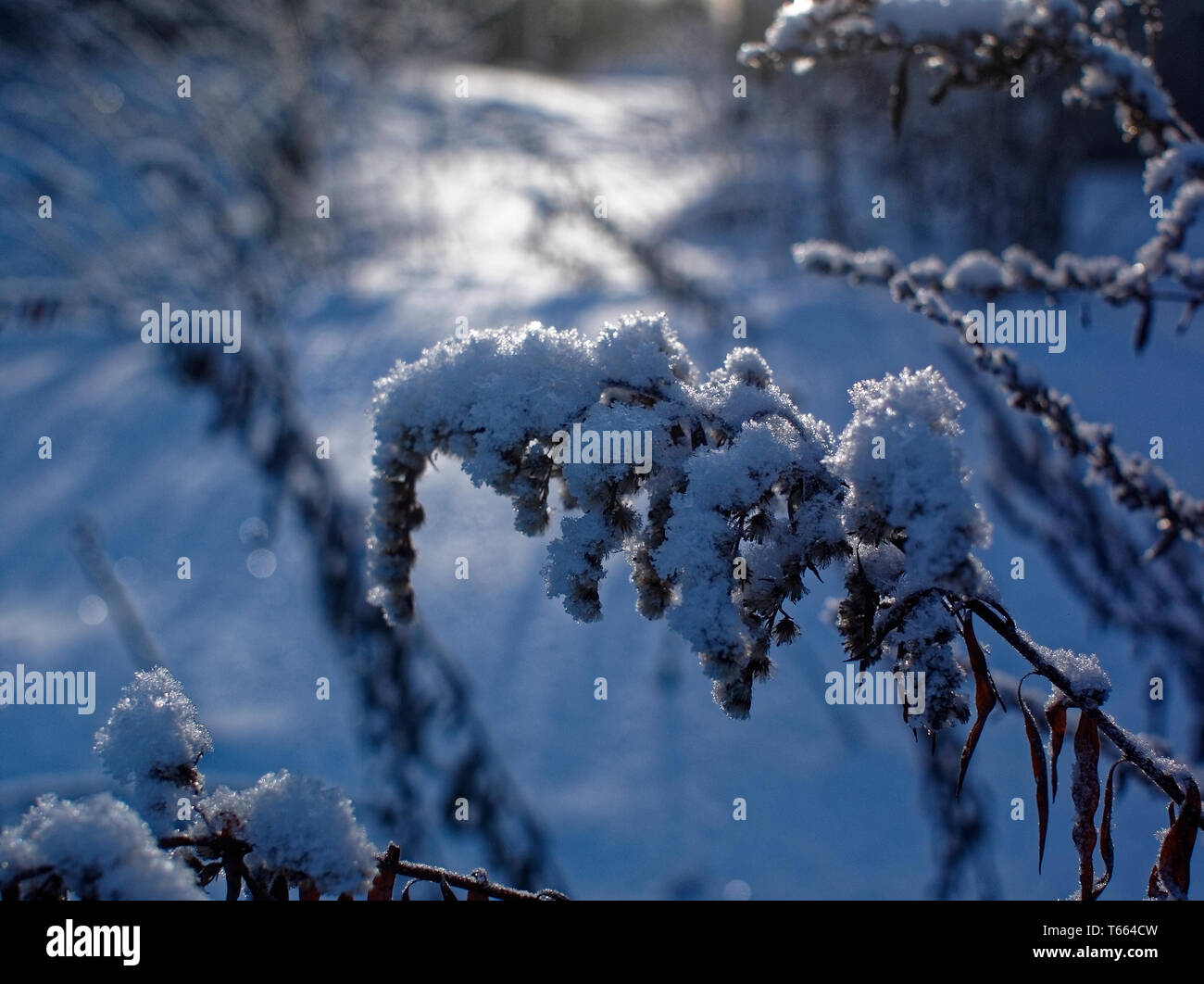 La neige se trouve sur l'herbe haute sur une journée claire, Russie Banque D'Images