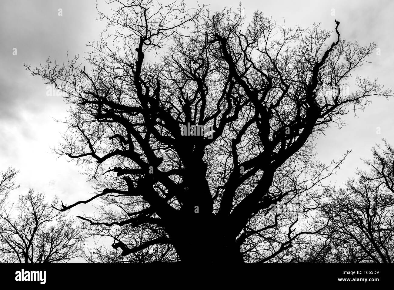 Le noir et blanc silhouette de tree detail-view Banque D'Images