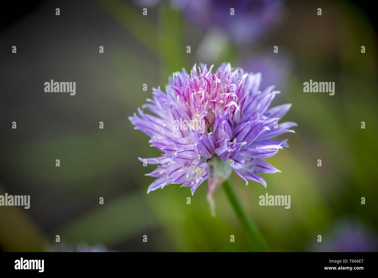 Gros plan d'une fleur pourpre sur un pré Banque D'Images