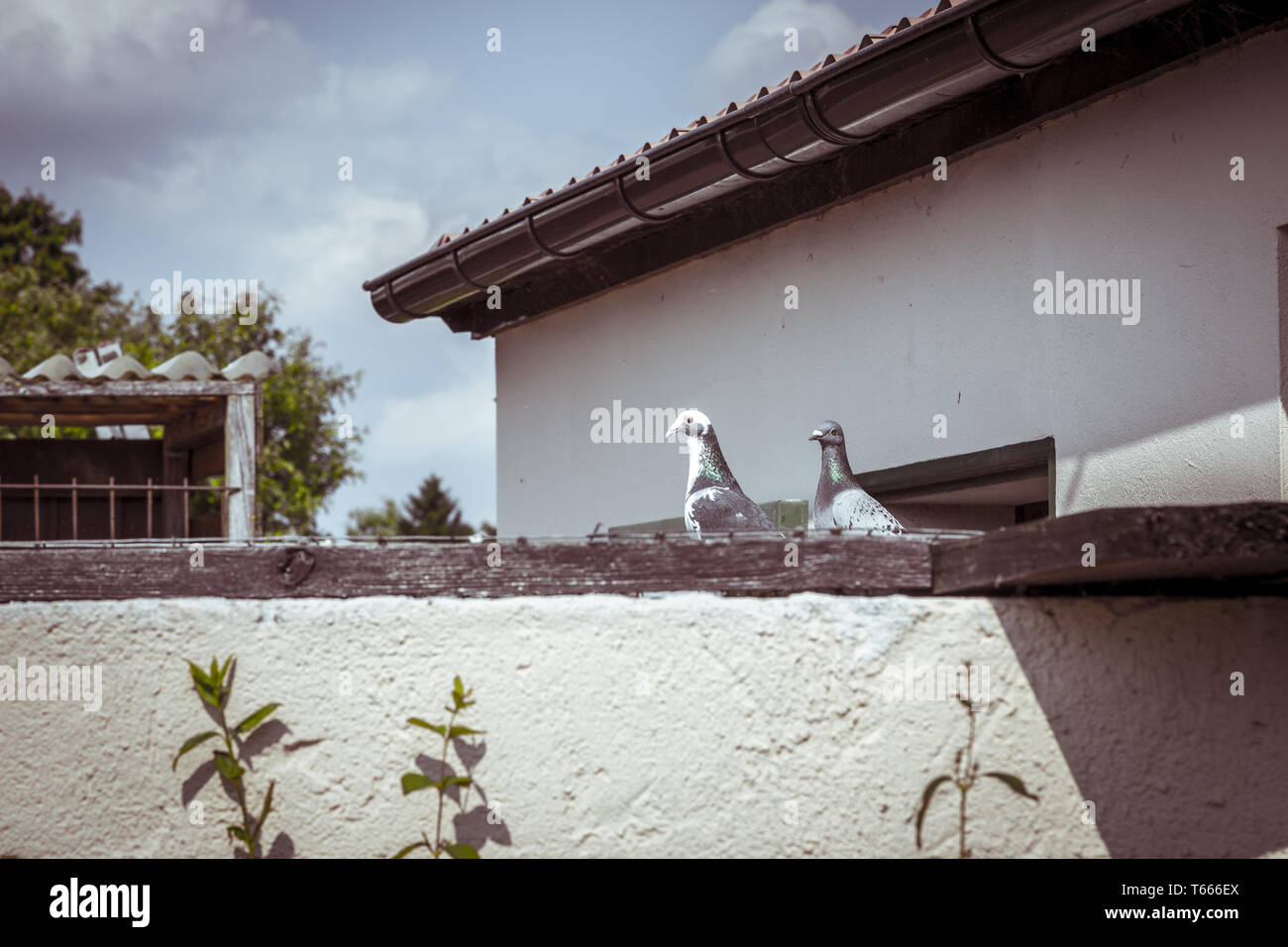 Style vintage photo de deux pigeons assis sur un mur Banque D'Images