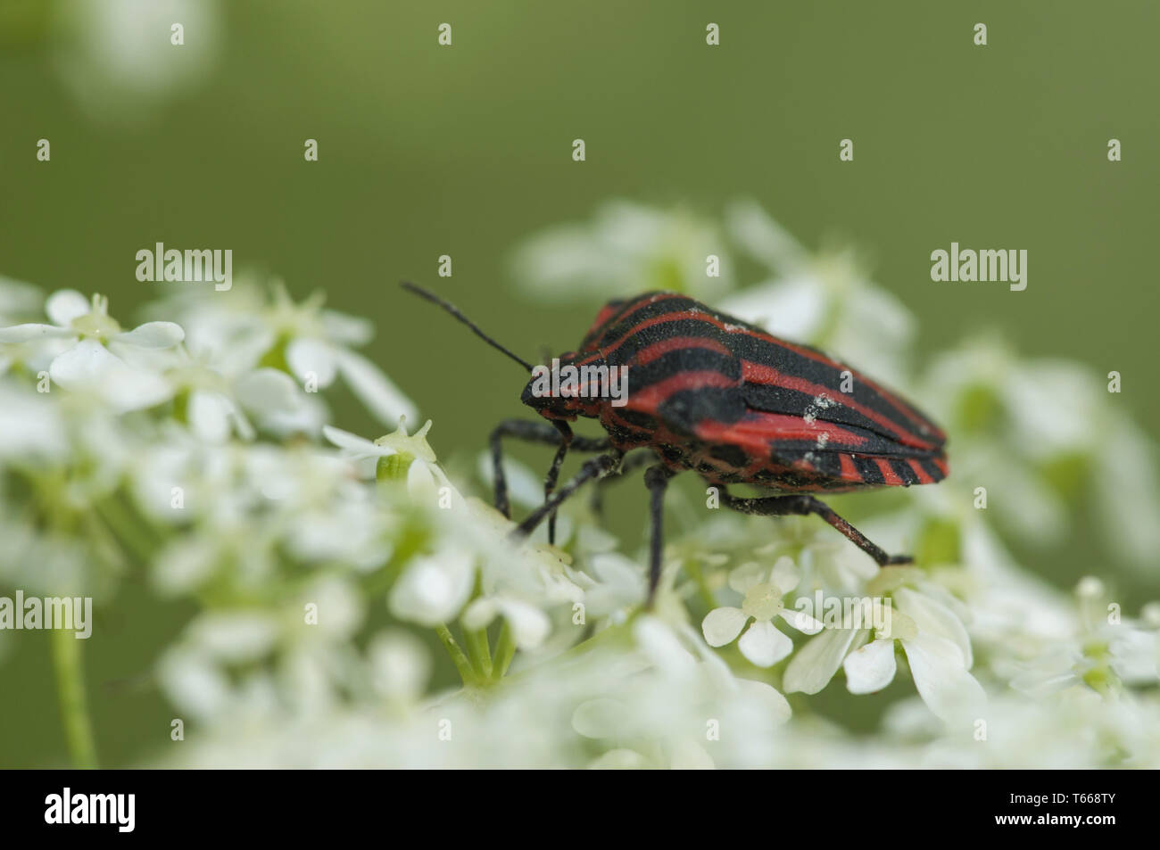 Striped-Bug Graphosoma lineatum (italien), Allemagne Banque D'Images