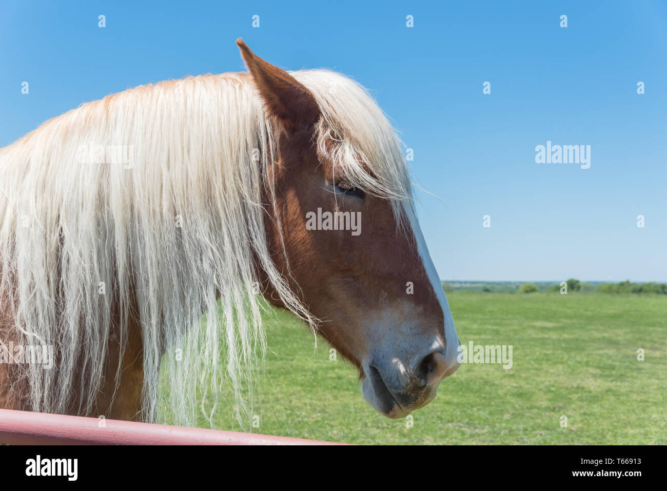 Cheval belge à l'American Farm ranch close-up Banque D'Images