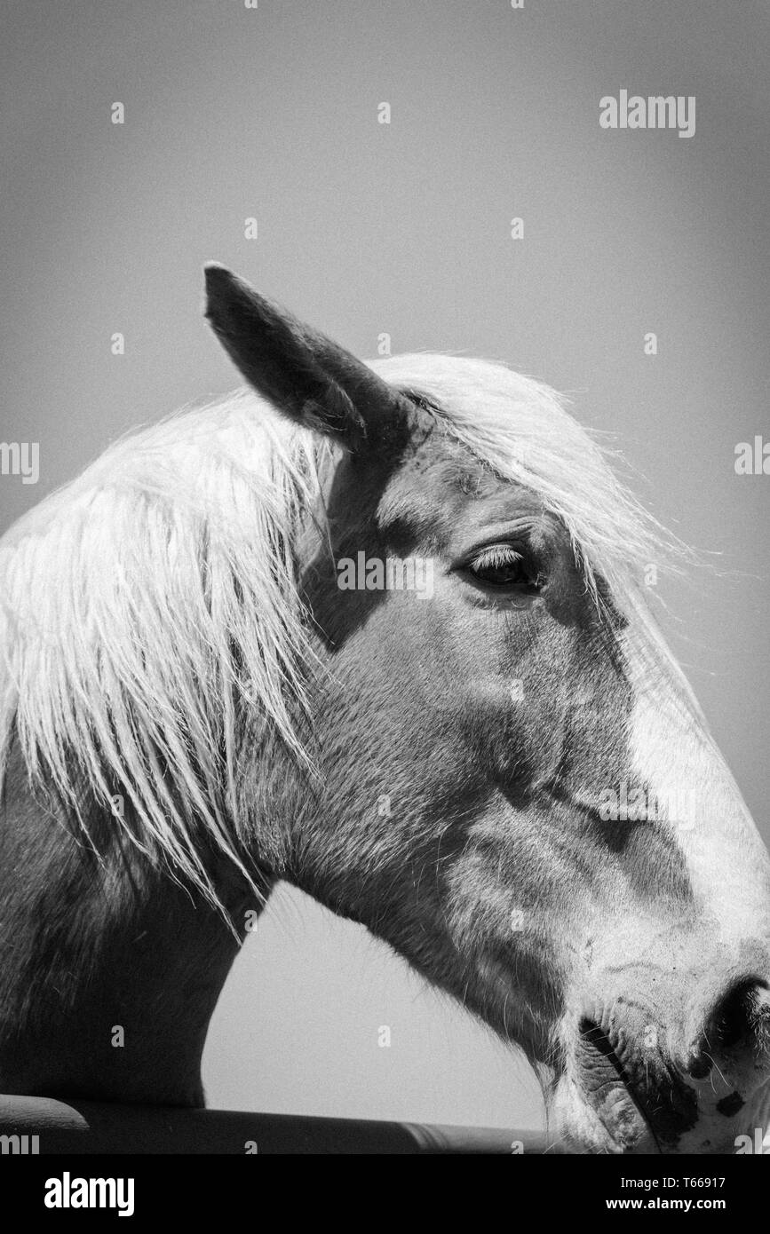 Image filtrée de tête de cheval belge à l'American Farm ranch close-up Banque D'Images