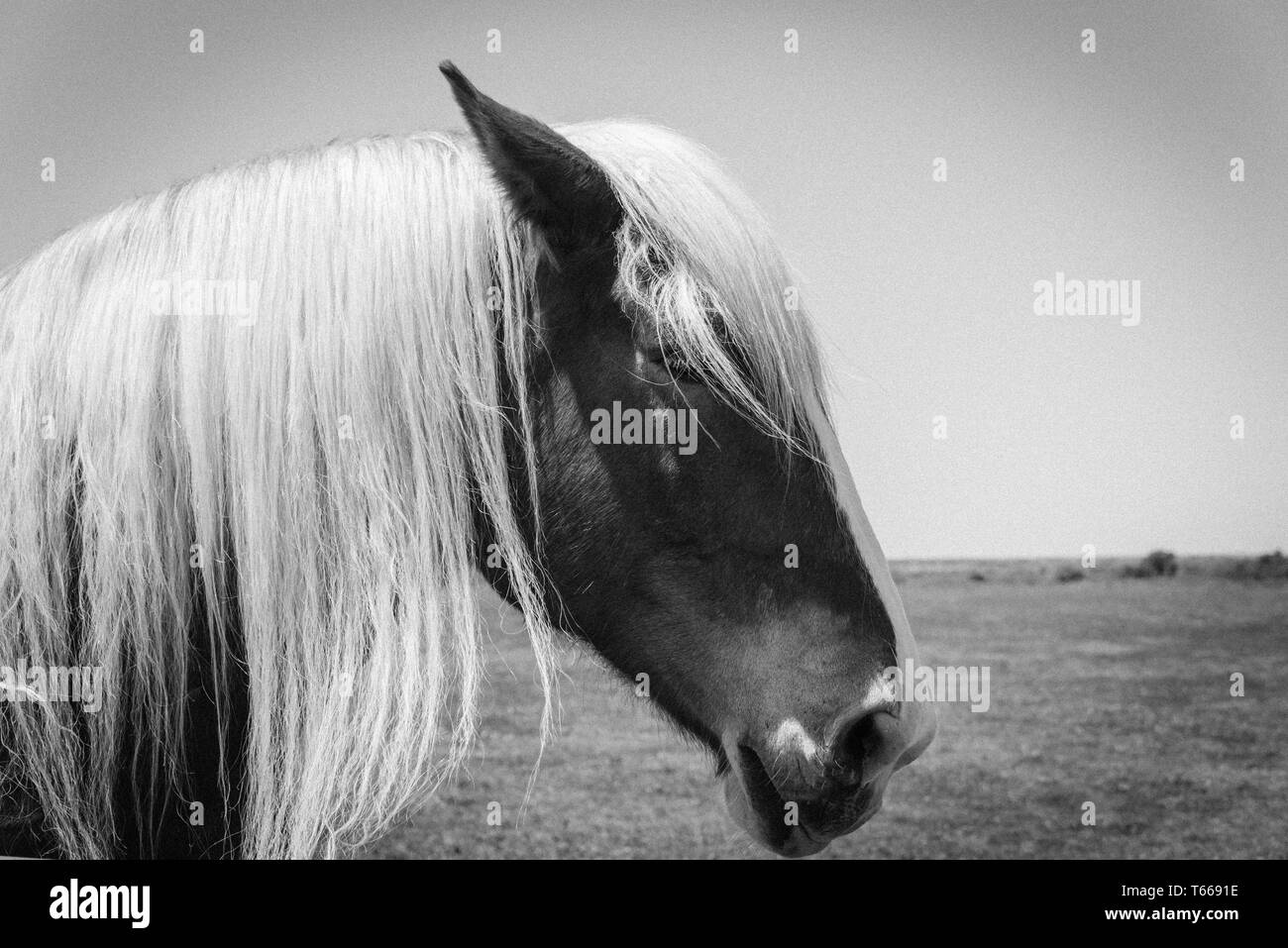 Image filtrée de tête de cheval belge à l'American Farm ranch close-up Banque D'Images