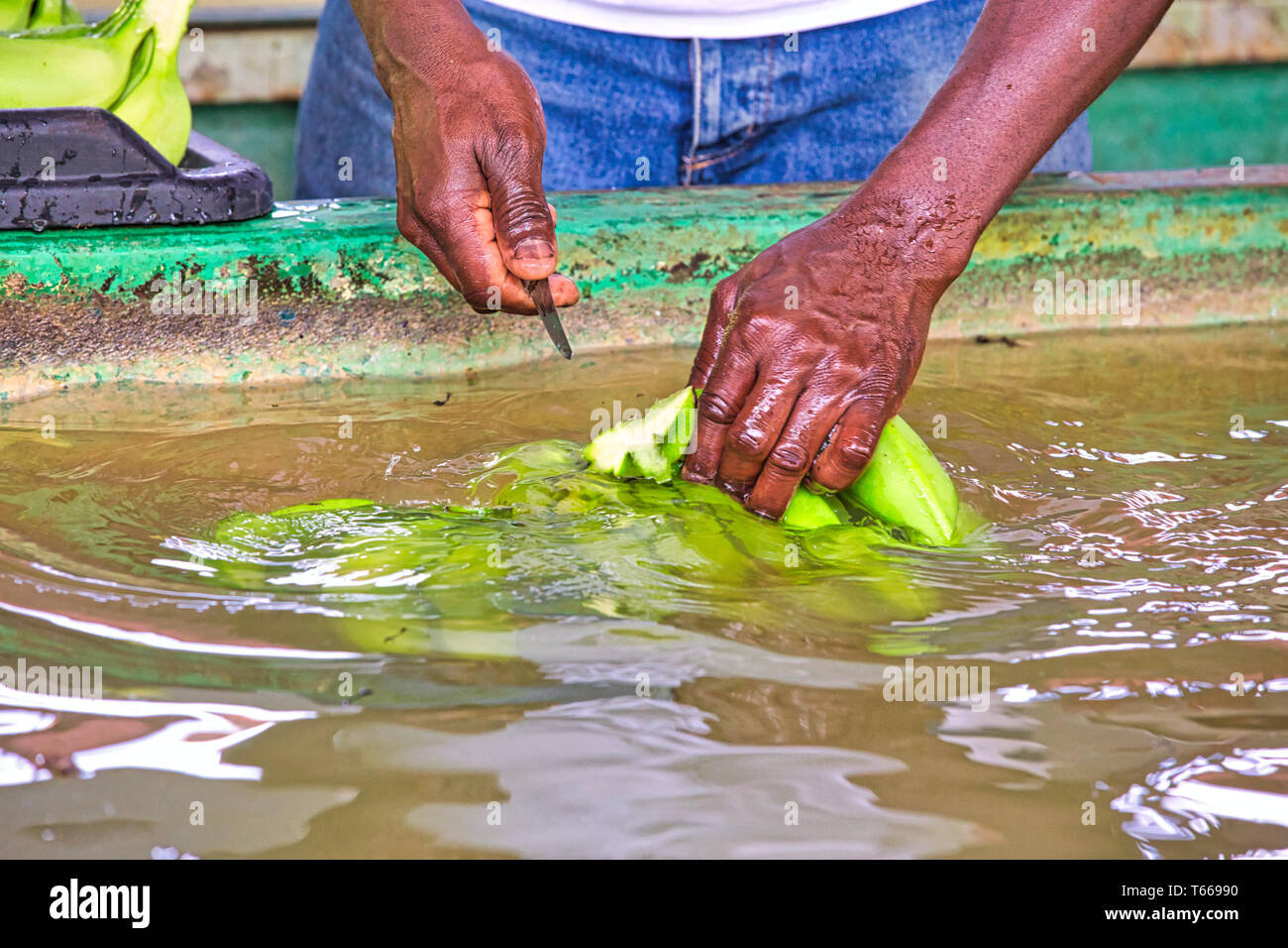 Close up les mains noires homme coupant les branches à la banane verte ferme de bananes dans l'eau pour le nettoyer avant de packung Banque D'Images