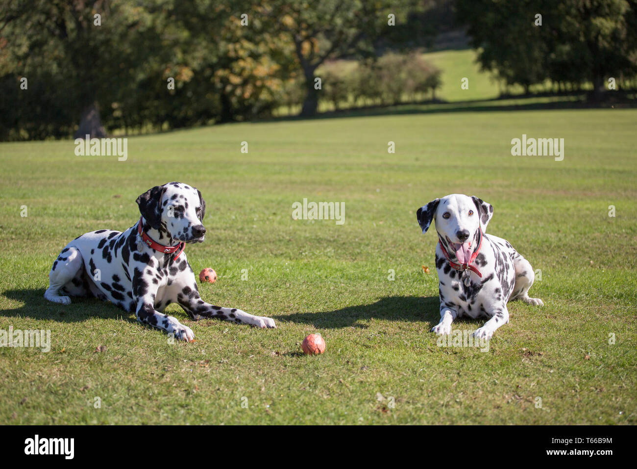 Les chiens, Dalmation dalmation noir et blanc les chiens de jouer dehors au soleil sur une belle journée Banque D'Images