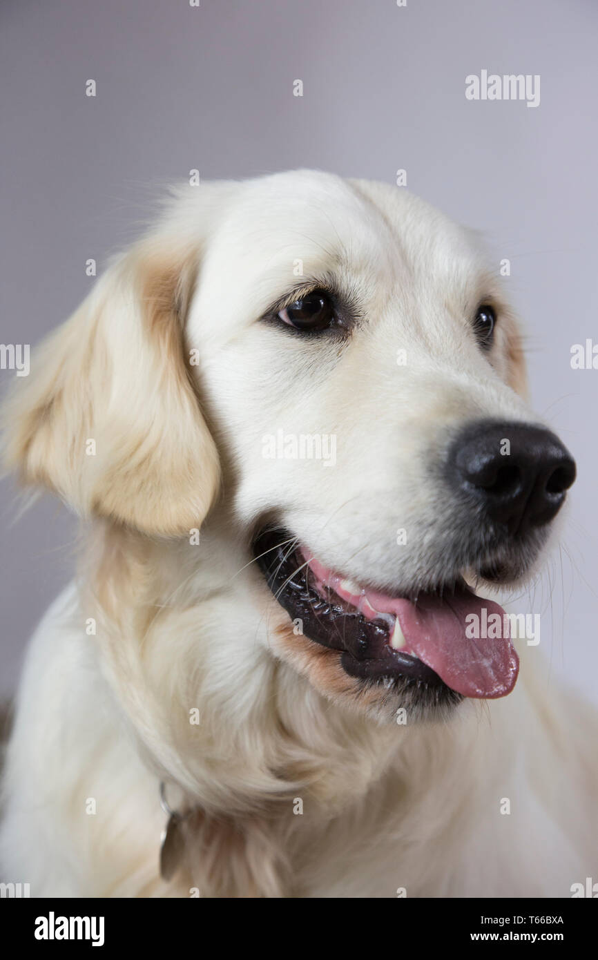 Golden retriever sur fond blanc, portrait de golden retriever Banque D'Images