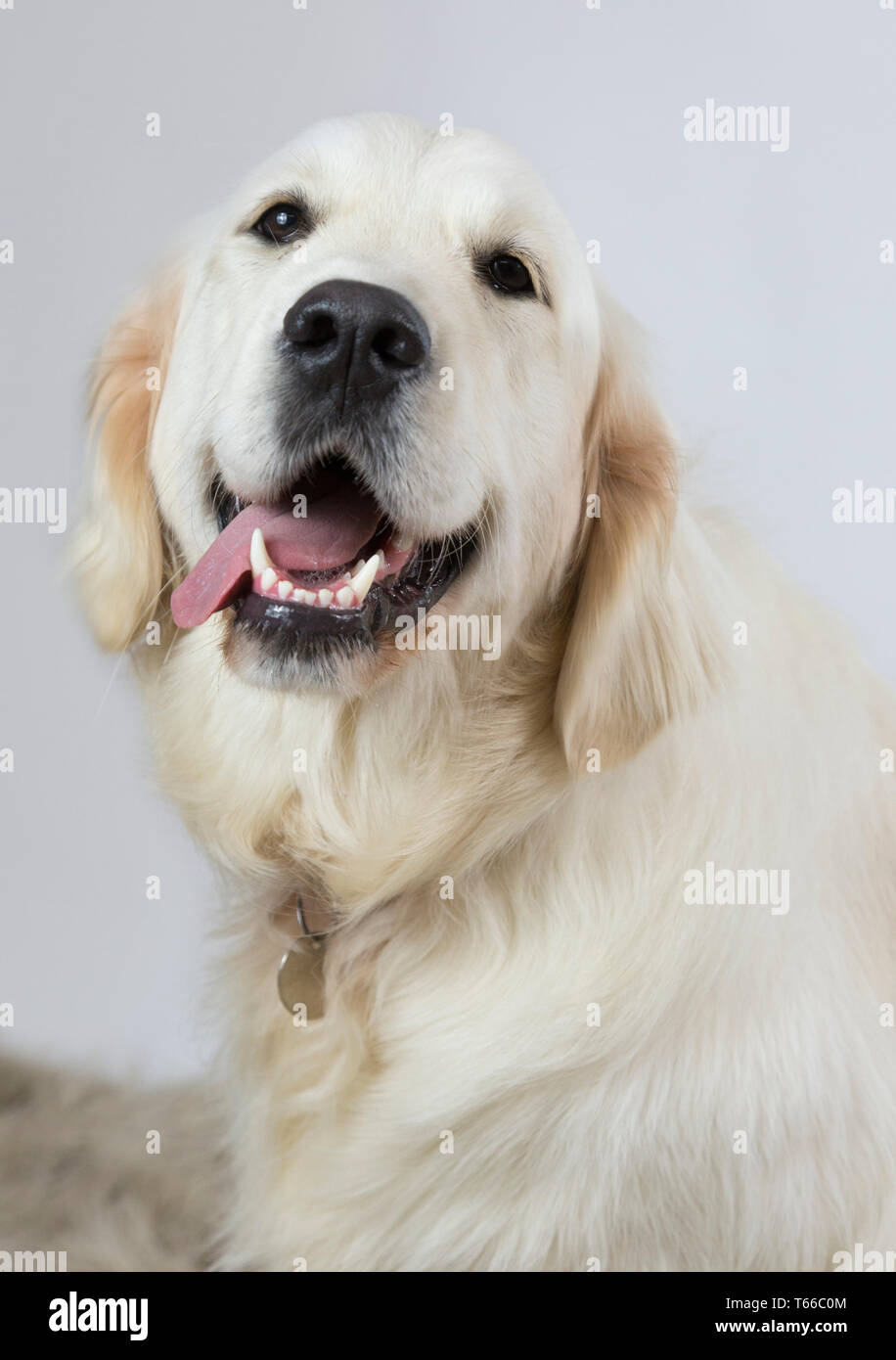 Golden retriever sur fond blanc, portrait de golden retriever Banque D'Images