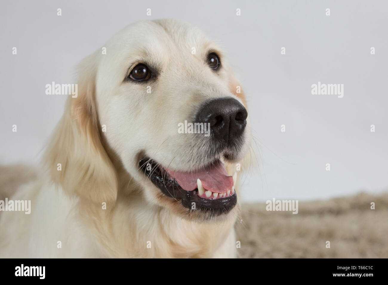 Golden retriever sur fond blanc, portrait de golden retriever Banque D'Images