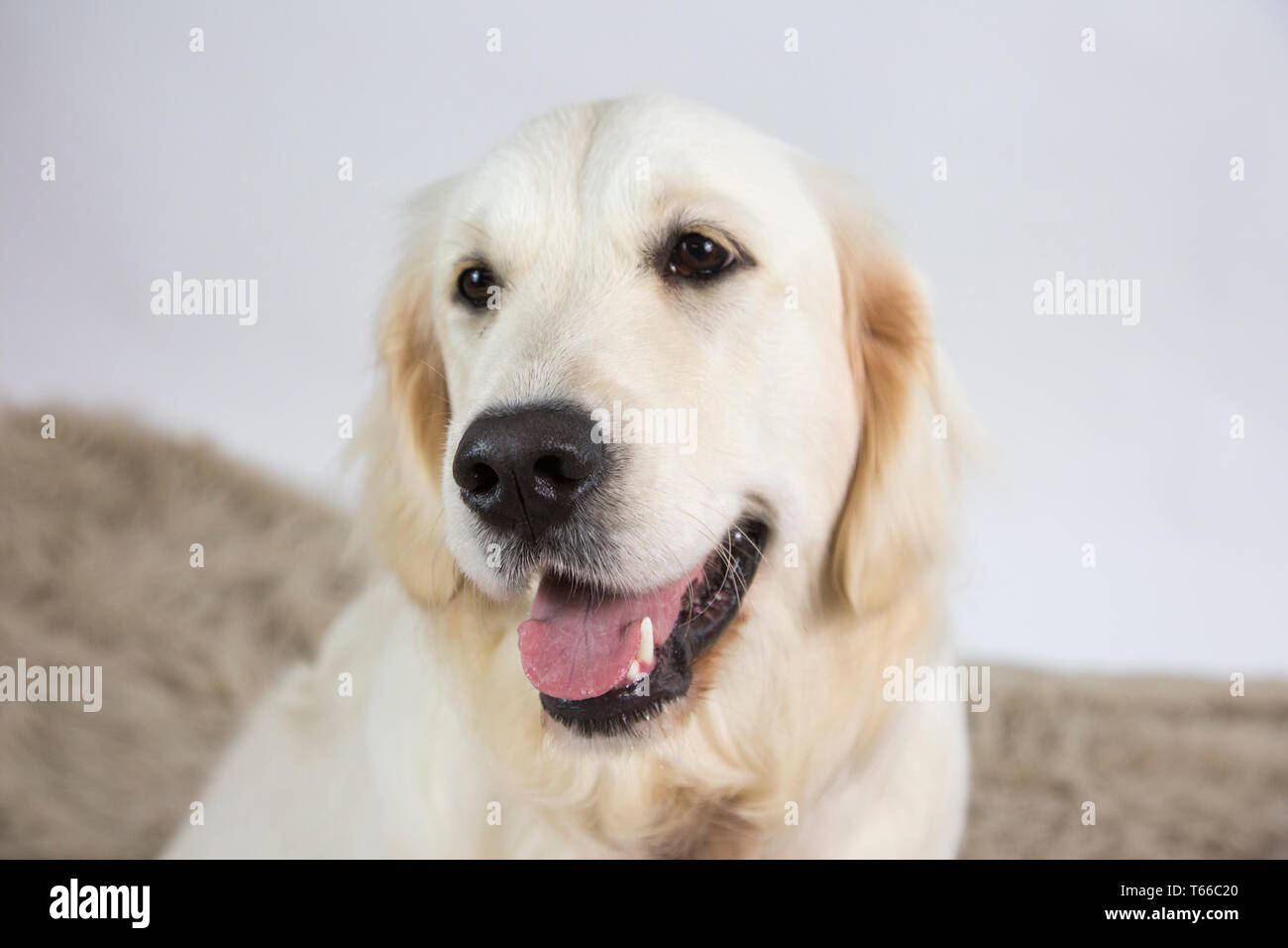 Golden retriever sur fond blanc, portrait de golden retriever Banque D'Images