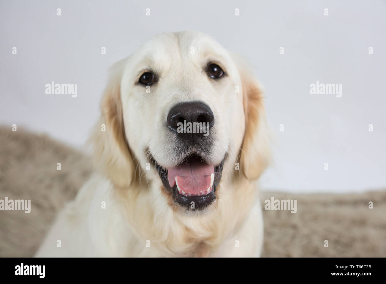 Golden retriever sur fond blanc, portrait de golden retriever Banque D'Images