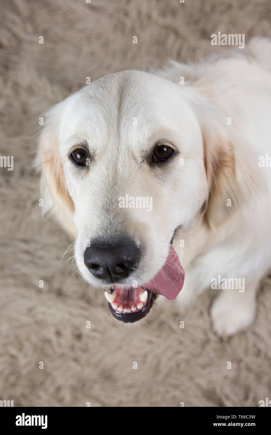 Golden retriever sur fond blanc, portrait de golden retriever Banque D'Images