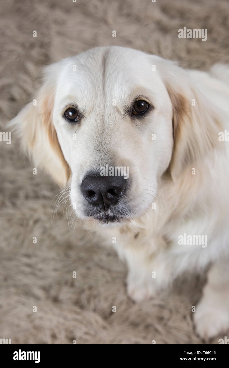 Golden retriever sur fond blanc, portrait de golden retriever Banque D'Images