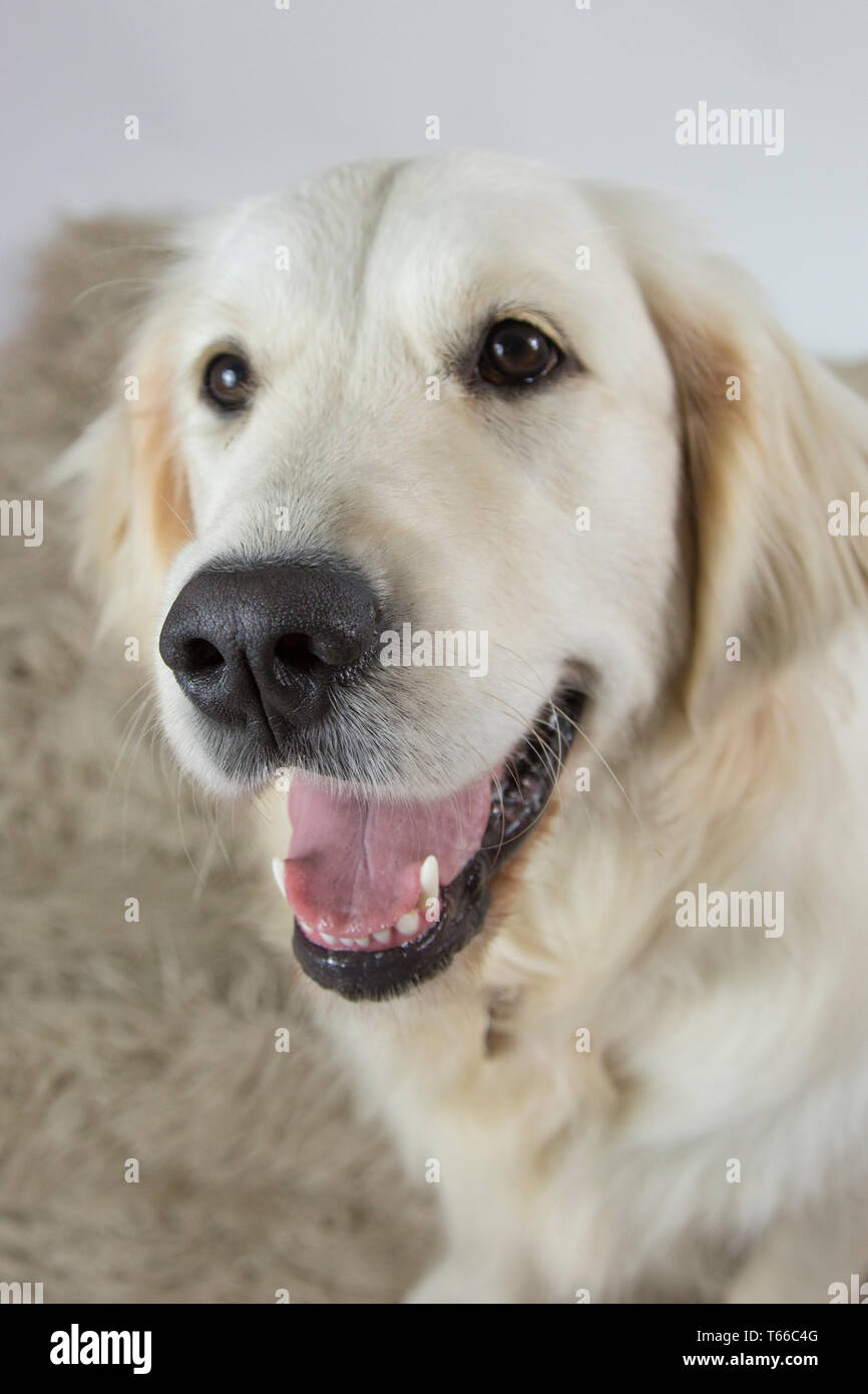 Golden retriever sur fond blanc, portrait de golden retriever Banque D'Images